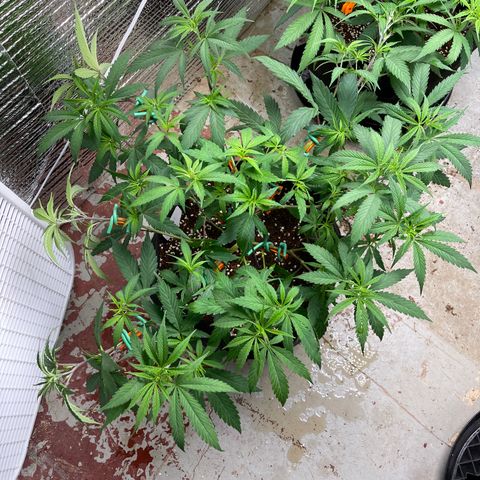 Penelope growlog timeline photo