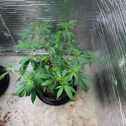 Calliope growlog timeline photo