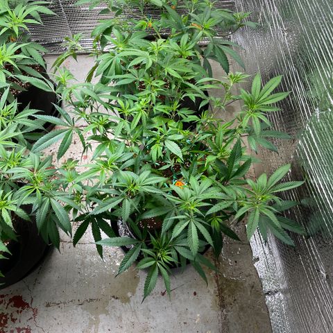 Ruth AKA The Natorious RBG growlog timeline photo