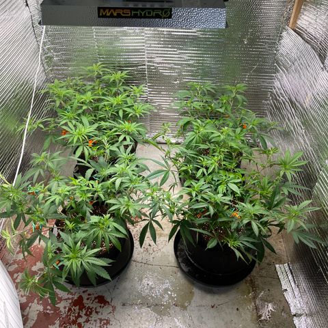 Ruth AKA The Natorious RBG growlog timeline photo