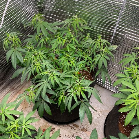 Ruth AKA The Natorious RBG growlog timeline photo