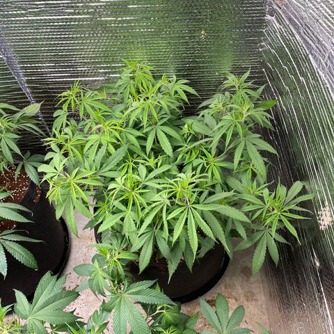 Freya growlog timeline photo