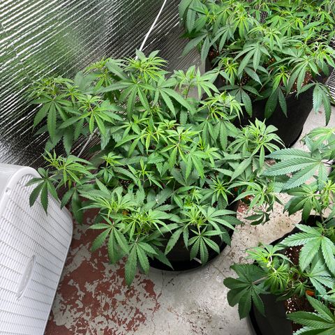 Calliope growlog timeline photo