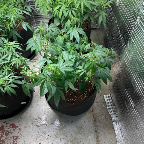 Calliope growlog timeline photo