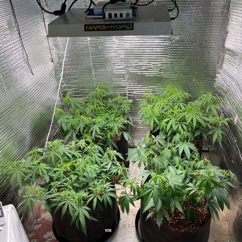 Ruth AKA The Natorious RBG growlog timeline photo