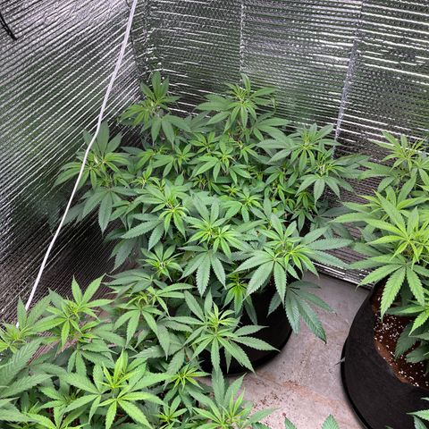Ruth AKA The Natorious RBG growlog timeline photo