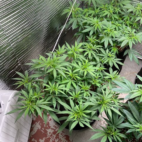 Penelope growlog timeline photo