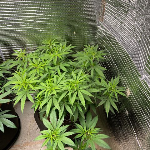 Freya growlog timeline photo