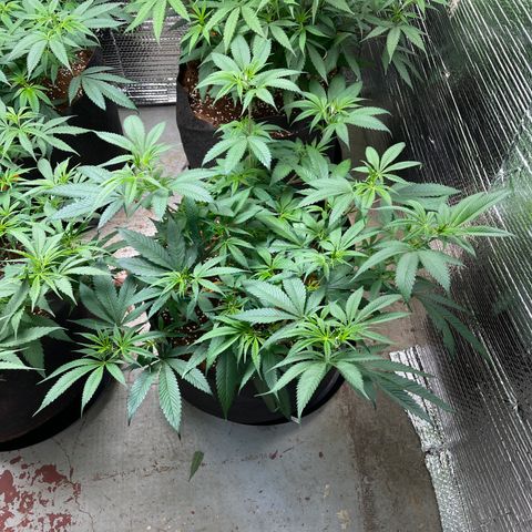 Calliope growlog timeline photo