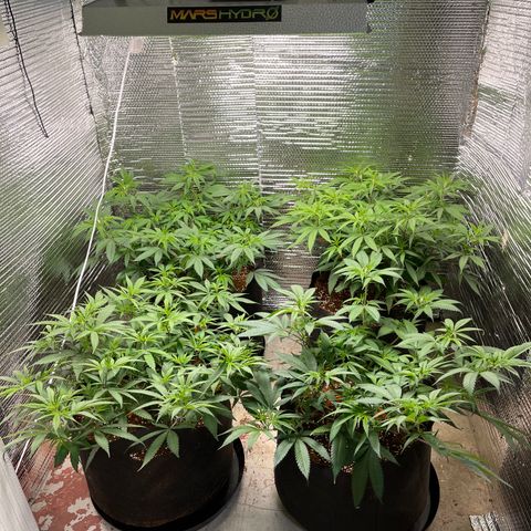 Ruth AKA The Natorious RBG growlog timeline photo