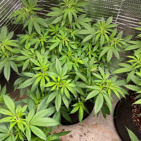 Ruth AKA The Natorious RBG growlog timeline photo