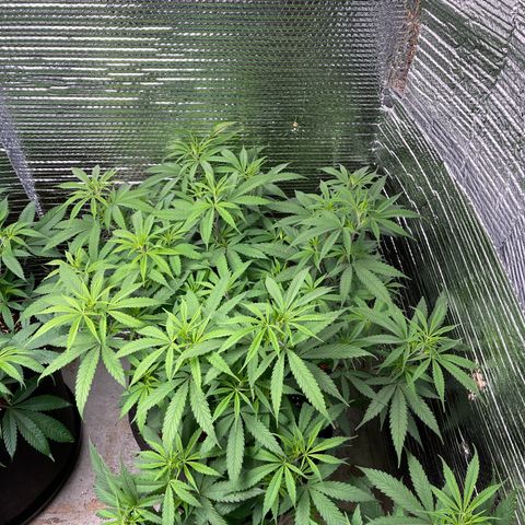 Freya growlog timeline photo