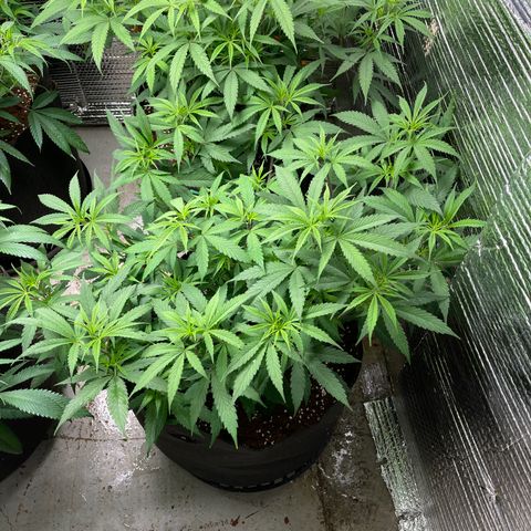 Penelope growlog timeline photo