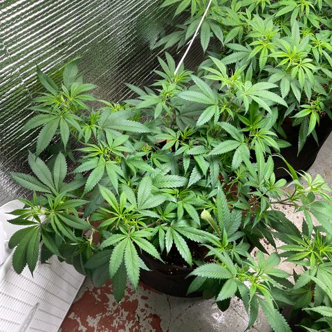 Calliope growlog timeline photo