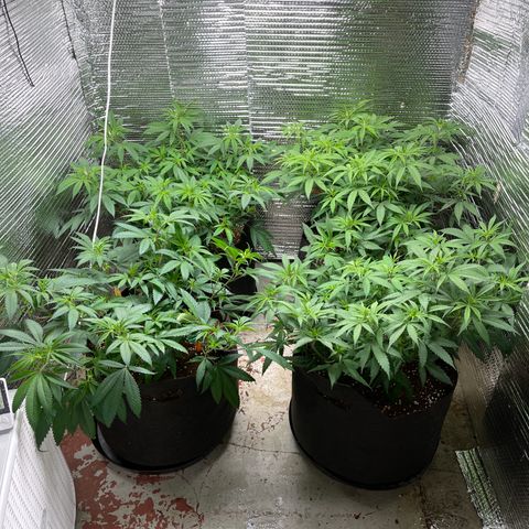 Ruth AKA The Natorious RBG growlog timeline photo
