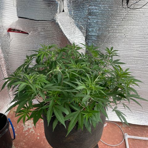 Penelope growlog photo: Before trim and skrog 