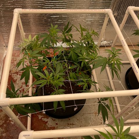 Calliope growlog timeline photo