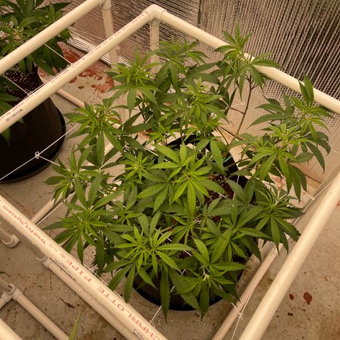 Penelope growlog timeline photo