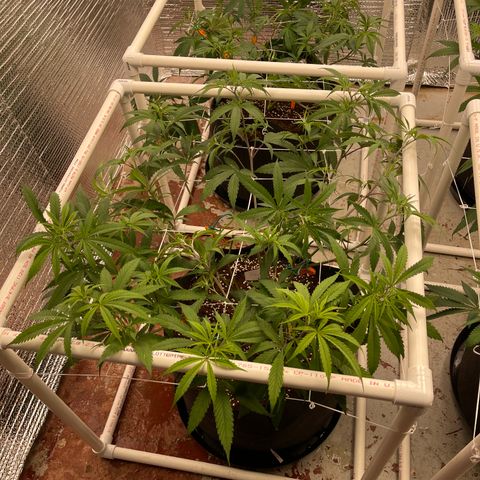 Freya growlog timeline photo