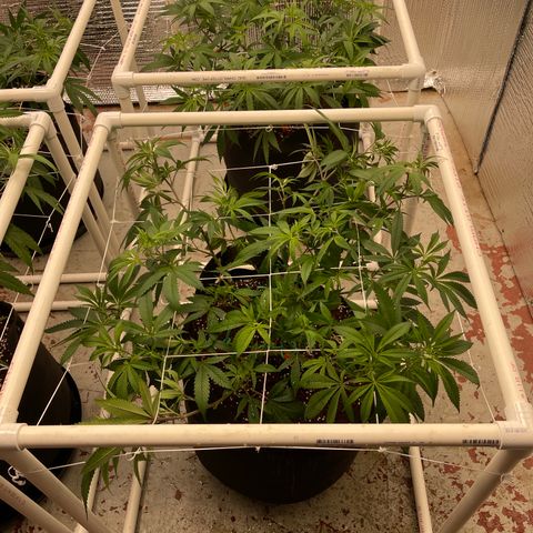 Ruth AKA The Natorious RBG growlog timeline photo