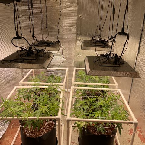 Ruth AKA The Natorious RBG growlog timeline photo