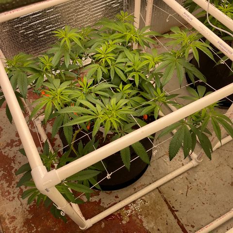 Calliope growlog timeline photo