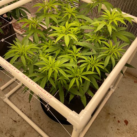 Penelope growlog timeline photo