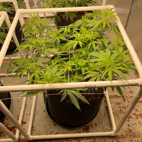Ruth AKA The Natorious RBG growlog timeline photo