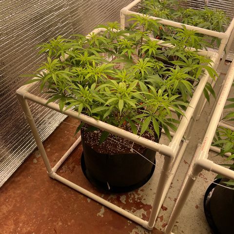 Freya growlog timeline photo