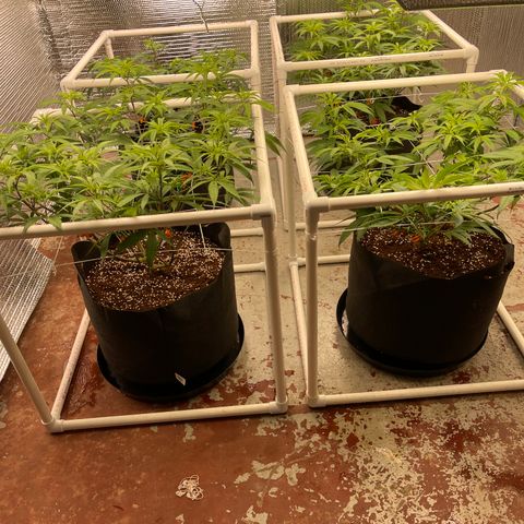 Ruth AKA The Natorious RBG growlog timeline photo