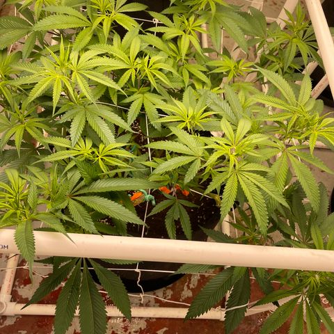 Calliope growlog timeline photo