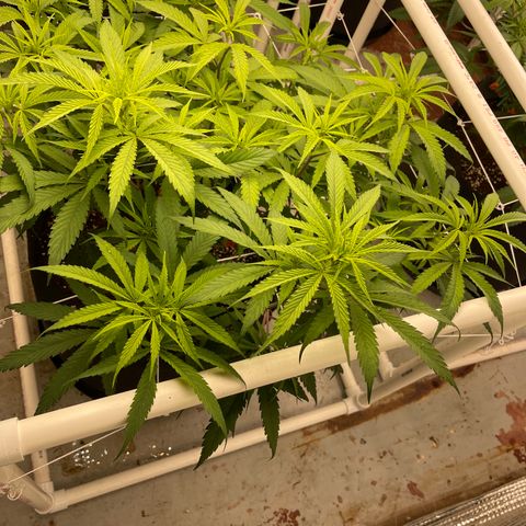 Penelope growlog timeline photo