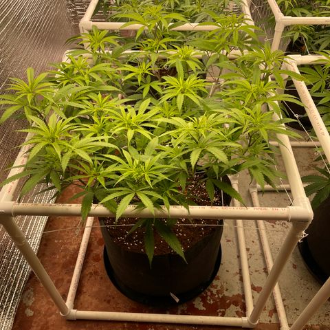 Freya growlog timeline photo