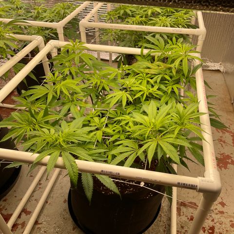 Ruth AKA The Natorious RBG growlog timeline photo