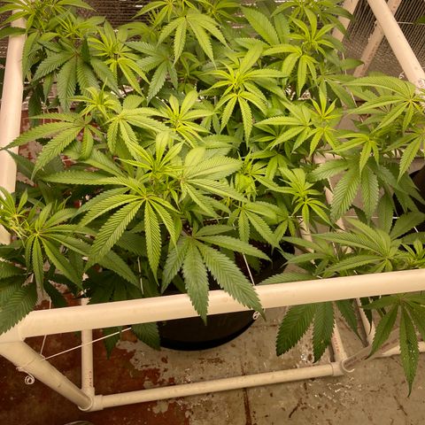 Calliope growlog timeline photo