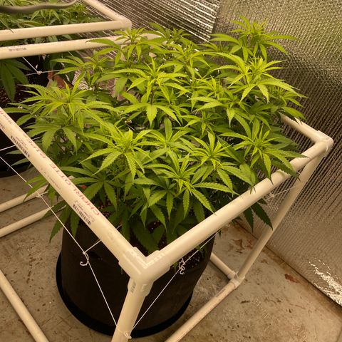 Penelope growlog timeline photo
