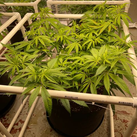 Ruth AKA The Natorious RBG growlog timeline photo