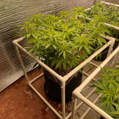 Freya growlog timeline photo