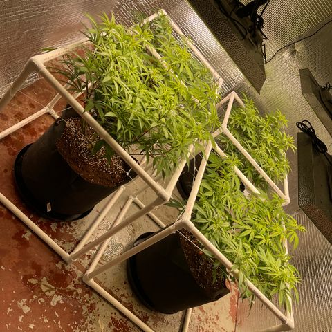 Ruth AKA The Natorious RBG growlog timeline photo