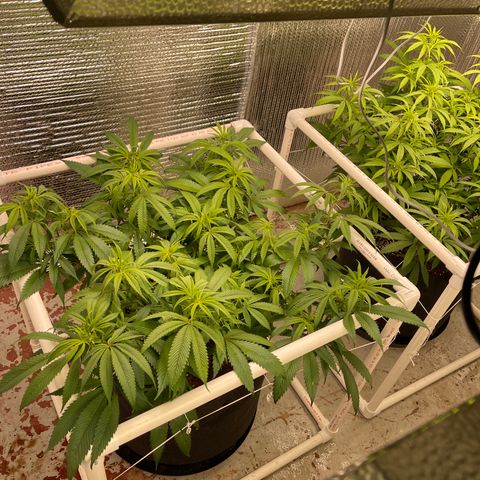 Calliope growlog timeline photo