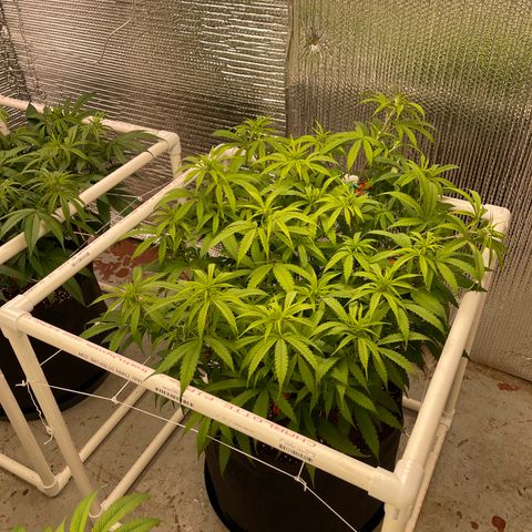 Penelope growlog timeline photo