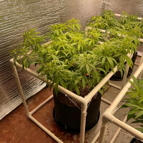 Freya growlog timeline photo