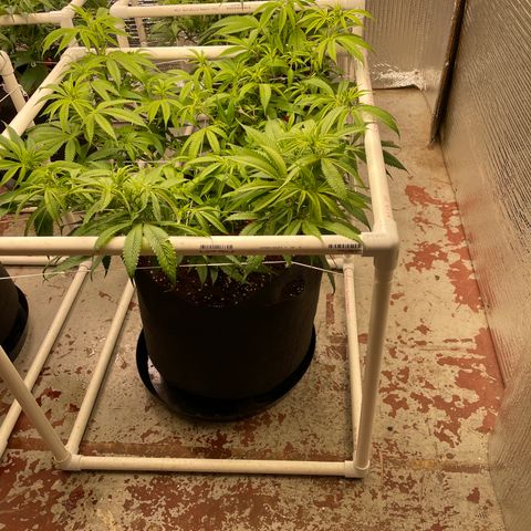 Ruth AKA The Natorious RBG growlog timeline photo