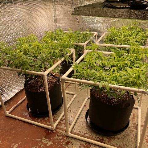 Ruth AKA The Natorious RBG growlog timeline photo
