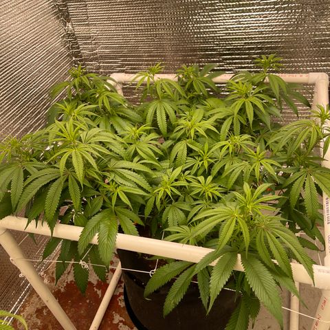 Calliope growlog timeline photo