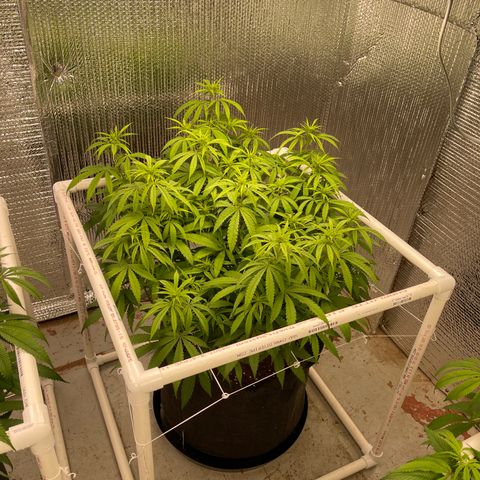 Penelope growlog timeline photo