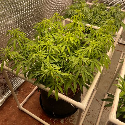 Freya growlog timeline photo