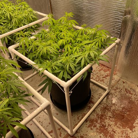 Ruth AKA The Natorious RBG growlog timeline photo