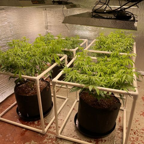 Ruth AKA The Natorious RBG growlog photo: Thirsty girls!