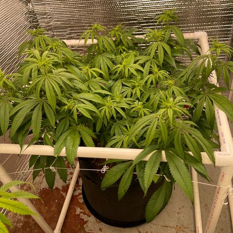 Calliope growlog timeline photo